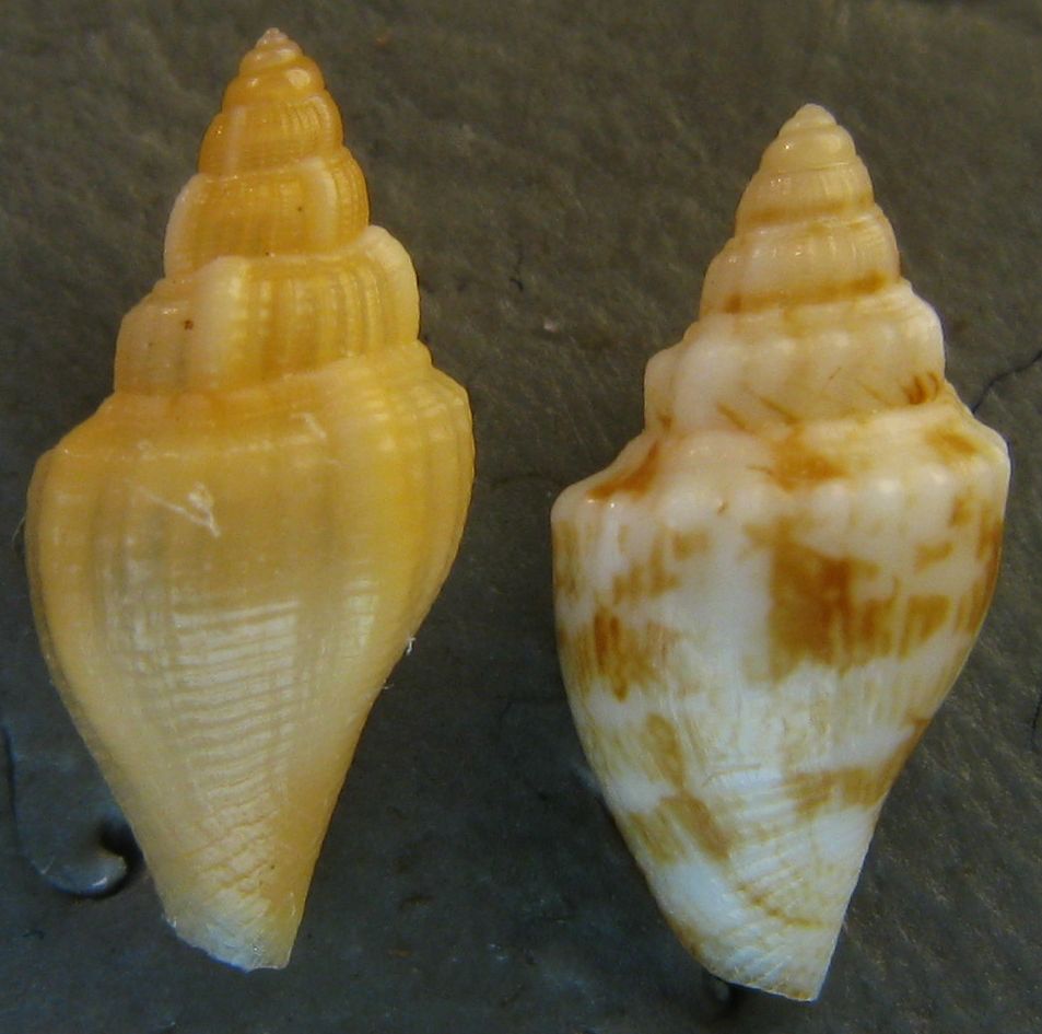 Sconosciuta